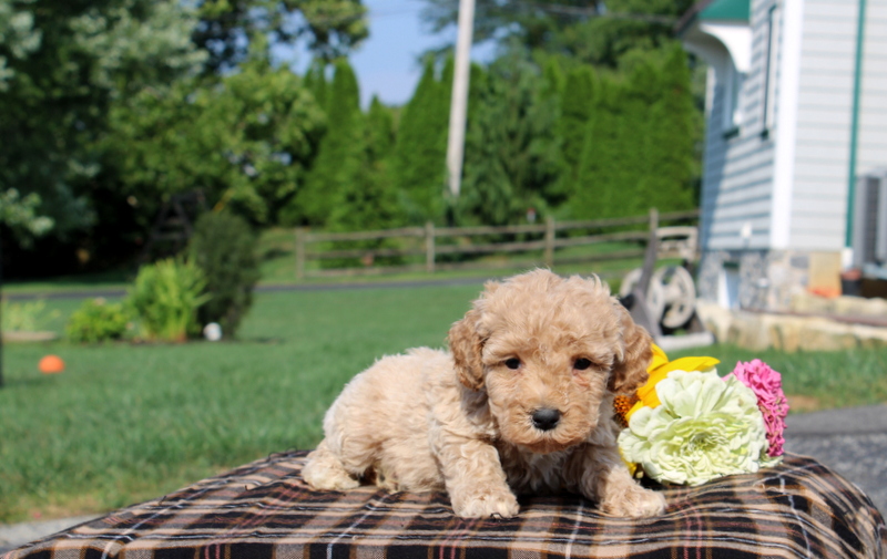 puppy, for, sale, Mini Goldendoodle F1, Matthew B. Stoltzfus, dog, breeder, Gap, PA, dog-breeder, puppy-for-sale, forsale, nearby, find, puppyfind, locator, puppylocator, aca